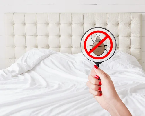 Bed Bugs Control Services in Coimbatore