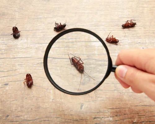 Cockroach Control Services in Coimbatore