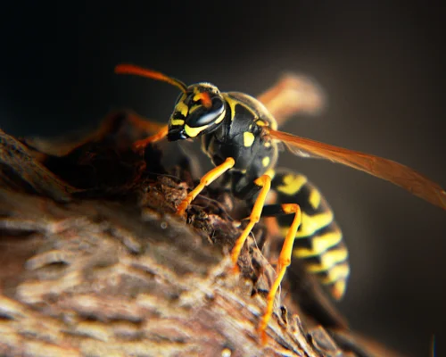Honey Bees, Wasps, And Hornets Control Services in Coimbatores