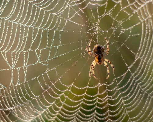 Spider Control Services in Coimbatore