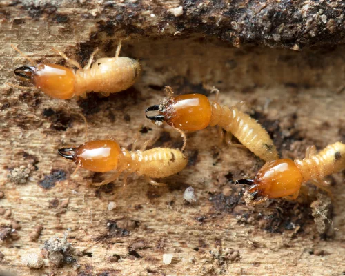 Termite Control Services in Coimbatore